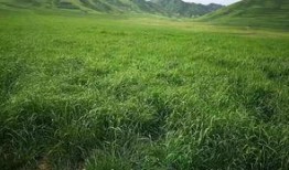 草国产,探寻自然与文化的交融之地