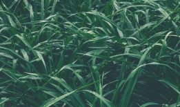 青草青青国产视频,国产视频中的青春记忆与成长轨迹