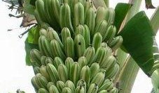 国产成人大香蕉