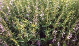 草国产,探寻自然与文化的交融之地